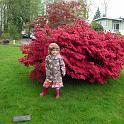 Mystery red tree